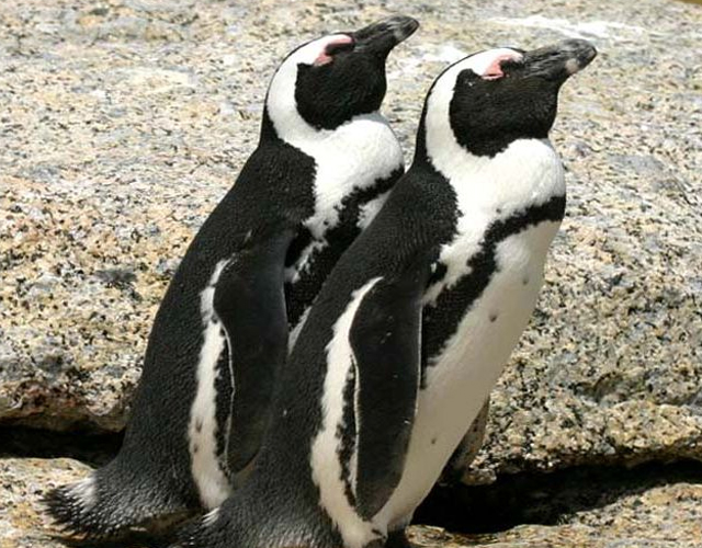Pingüinas lesbianas en un zoo en Israel