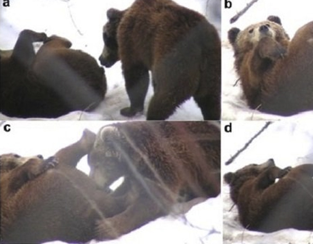 Unos científicos descubren a dos osos en cautividad disfrutando de sexo gay