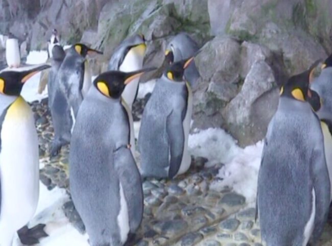 Pareja de pingüinos lesbianas ponen huevo, un regalo de Navidad temprana 1