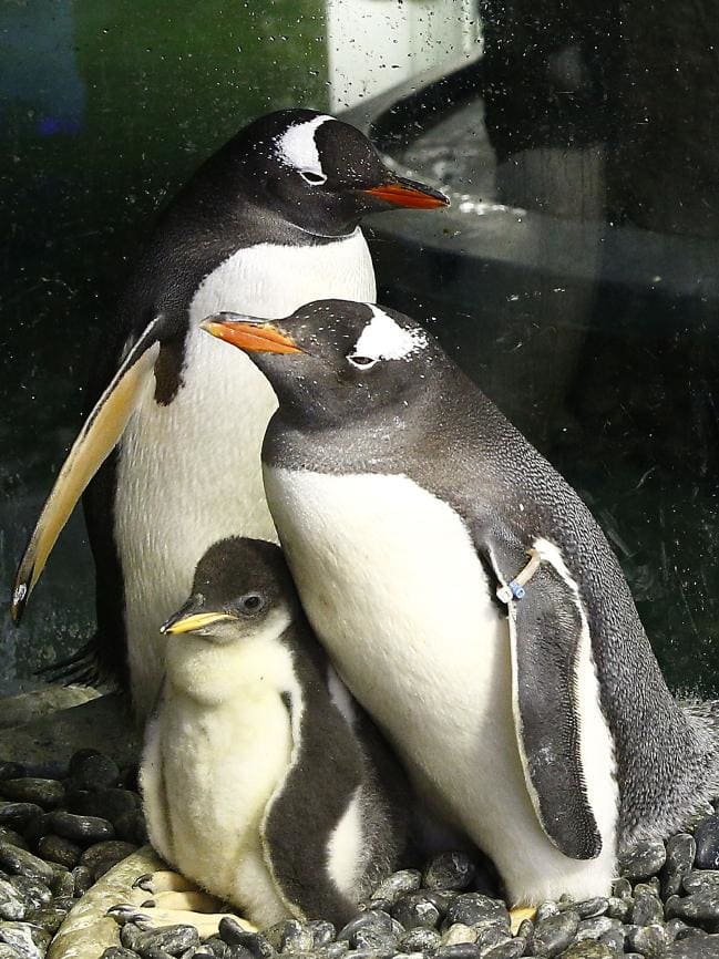 Una pareja de pingüinos gay presenta a su bebé 1