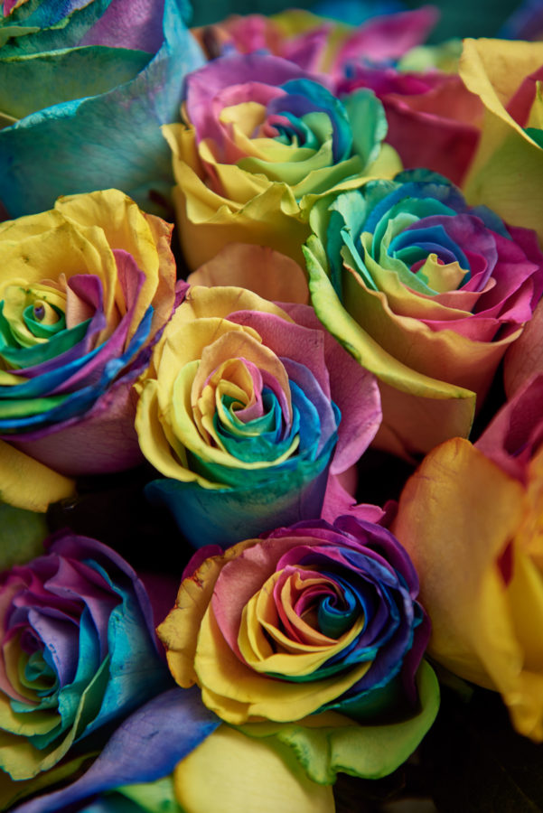 Rosas arcoíris para ayudar a los jóvenes LGBT sin hogar en San Valentín 2