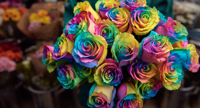 Rosas arcoíris para ayudar a los jóvenes LGBT sin hogar en San Valentín 1