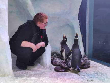 Este acuario tiene dos adorables parejas de pingüinos gays 2