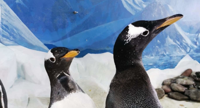 Este acuario tiene dos adorables parejas de pingüinos gays 1