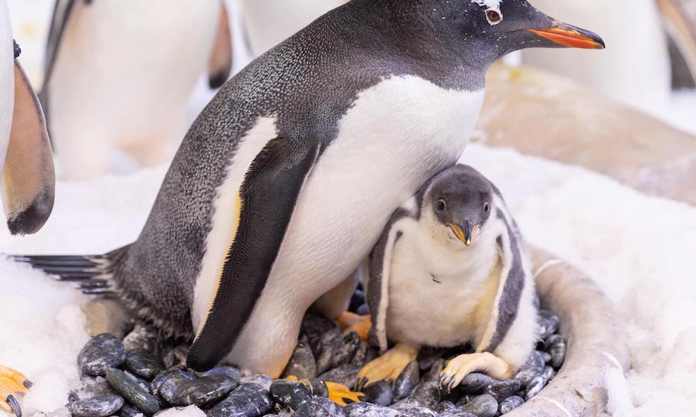 Los famosos pingüinos gays acaban de ser tíos