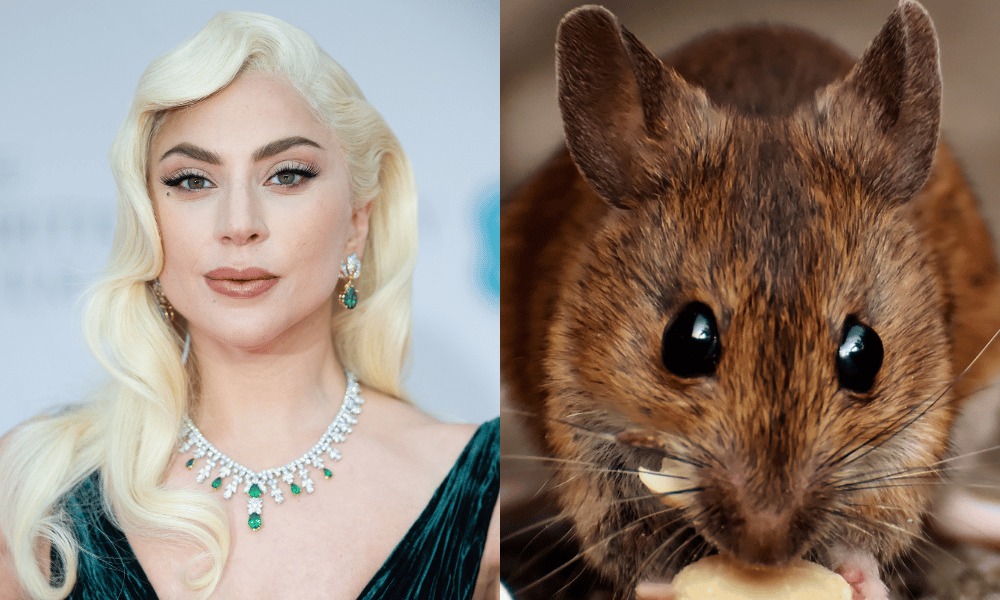 A las ratas les encanta bailar el éxito más gay de Lady Gaga
