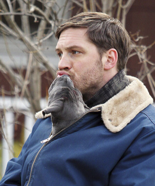 Tom Hardy perritos