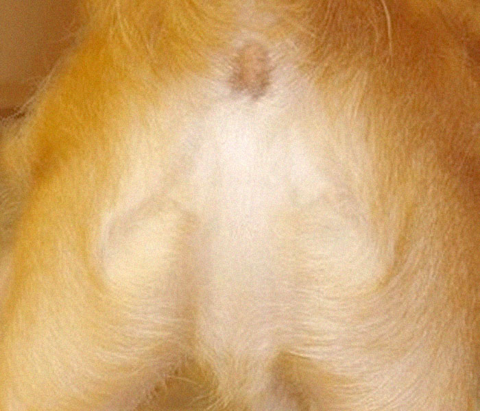 Encuentran a Jesucristo en el culo de un perro