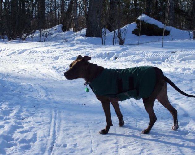 Pitbull, enviado a Alaska por unos bromistas