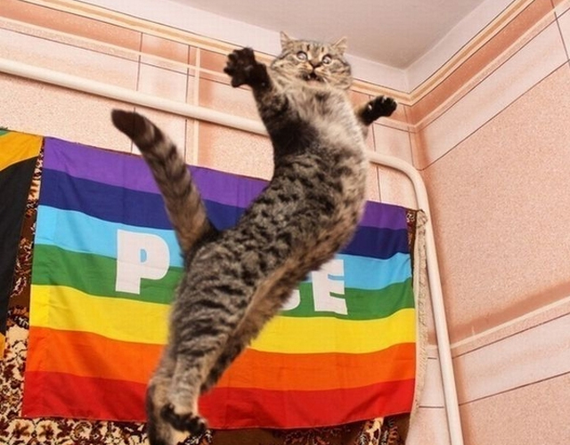 Una mujer se deshace de su gato por ser gay