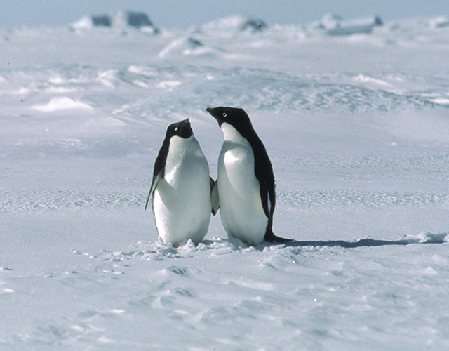 Una pareja de pingüinos gays monta su nido en Irlanda