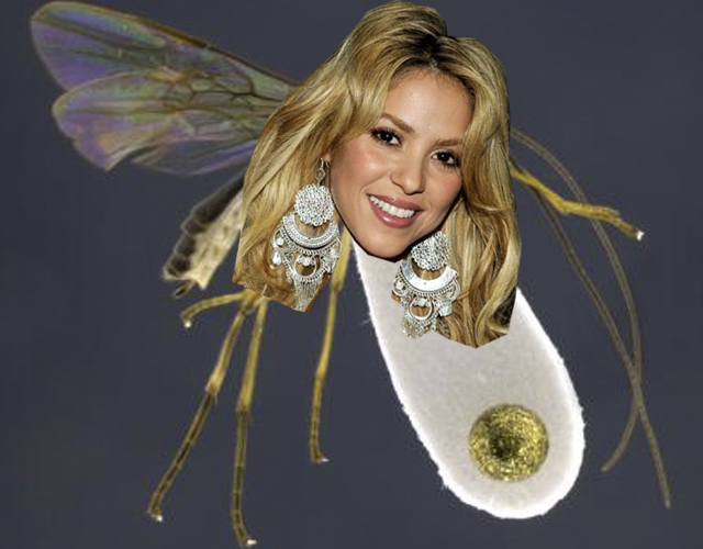 Llaman Shakira a una nueva raza de avispas