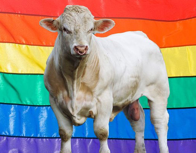 Una campaña para proteger a un toro gay del matadero
