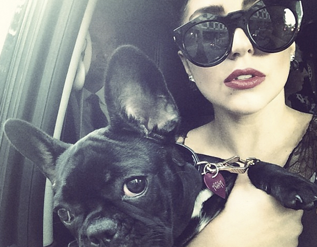 La perra de Lady Gaga ya tiene redes sociales