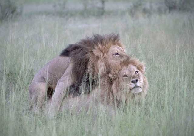 La emocionante historia de los dos leones gays en Botswana