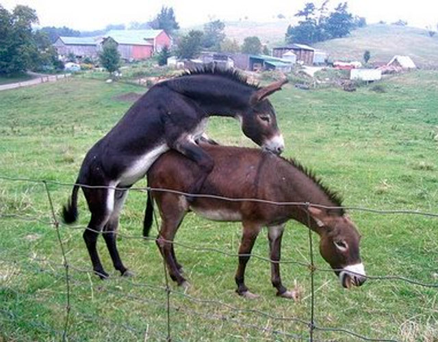 Un político dice que un burro gay intentó violar a su caballo