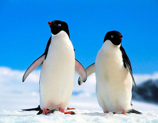 Estos dos pingüinos gays celebran 10 años como pareja