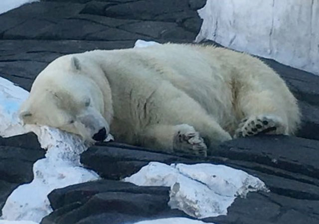 Un oso polar muere de tristeza al separarse de su pareja de 20 años