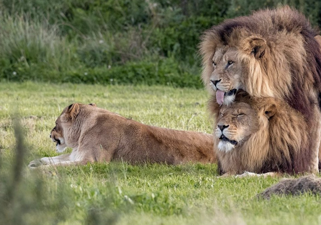 Los leones gays que han dado la vuelta al mundo