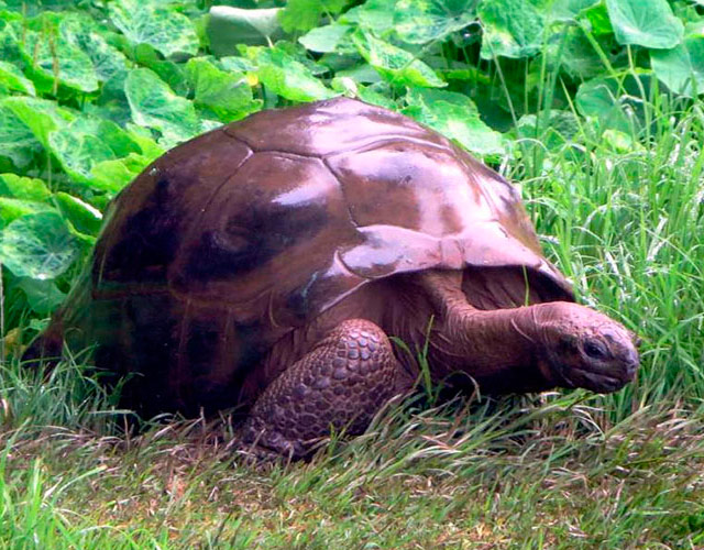 La tortuga más vieja del mundo es gay