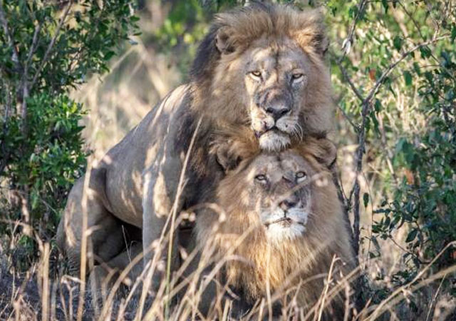 El gobierno de Kenya envía a unos leones gay a terapia de "curación"