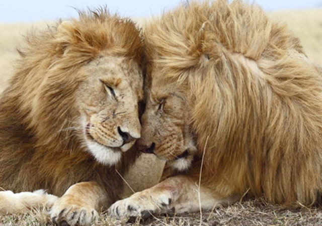 El gobierno de Kenia culpa a los turistas gays de los leones homoexuales