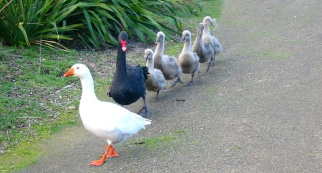 La homosexualidad en la naturaleza: Animales bisexuales y gays 2