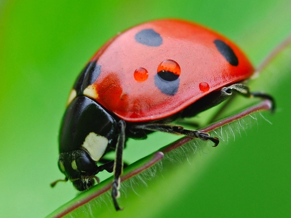 La homosexualidad en la naturaleza: Animales bisexuales y gays 1