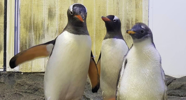 Una pareja de pingüinos gay presenta a su bebé