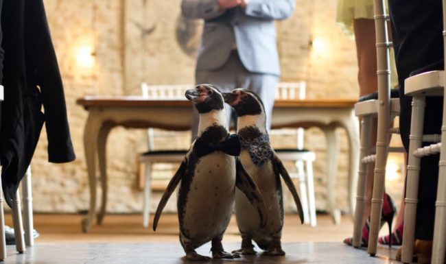 Esta boda gay de pingüinos es todo lo que necesitamos 2