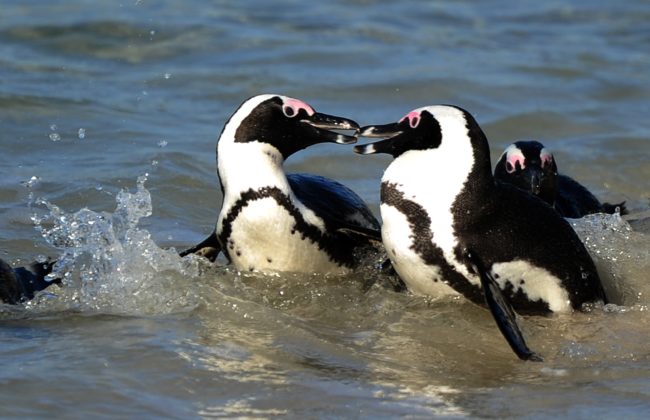 Esta boda gay de pingüinos es todo lo que necesitamos 4