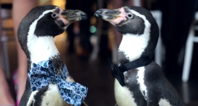 Esta boda gay de pingüinos es todo lo que necesitamos