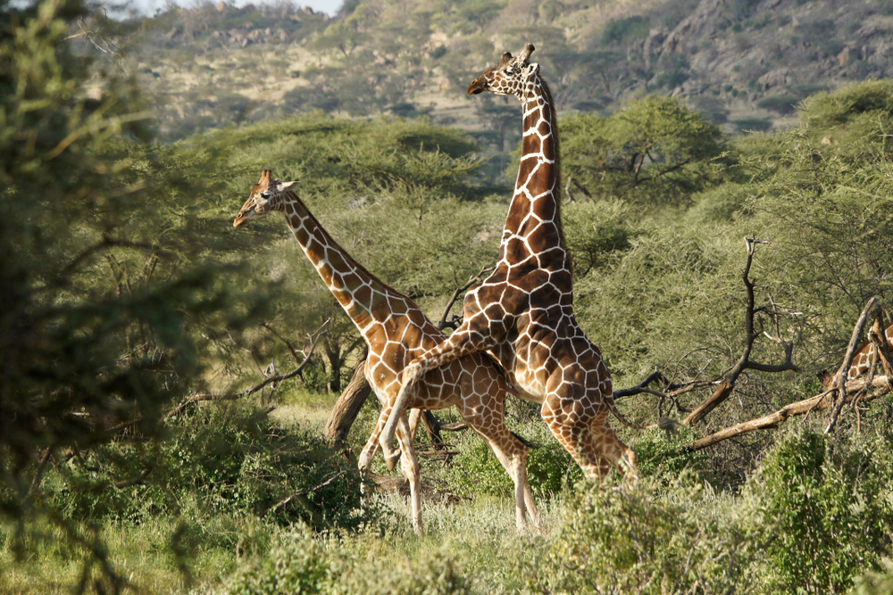 ¿Por qué las jirafas son en su mayoría homosexuales? 1