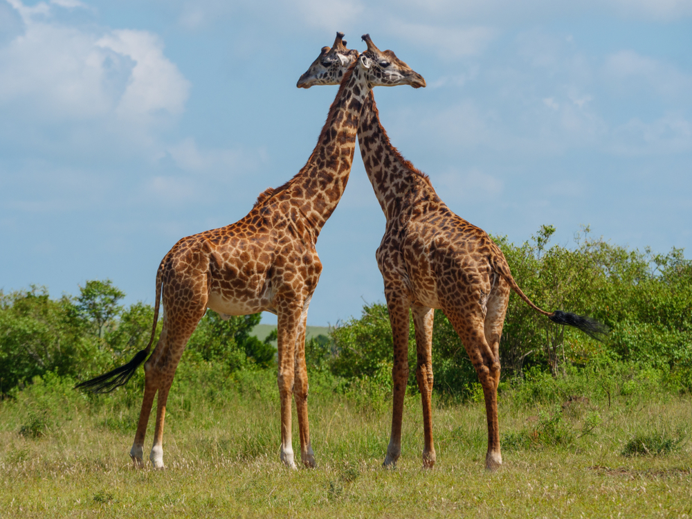 ¿Por qué las jirafas son en su mayoría homosexuales? 2