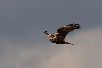 10 animales trans que pueden cambiar de sexo 3