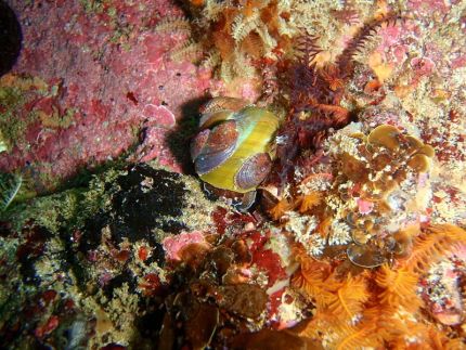 10 animales trans que pueden cambiar de sexo 5