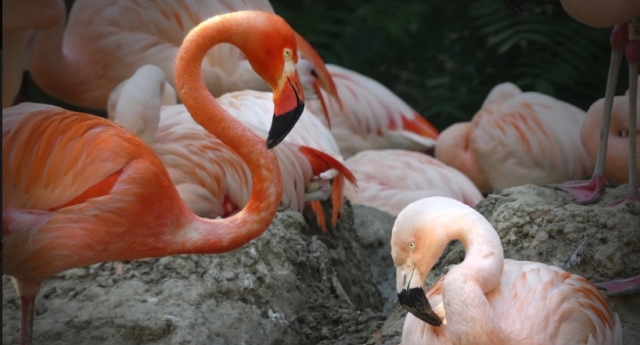 El Zoológico de Denver anuncia dos flamencos gays antes del Orgullo