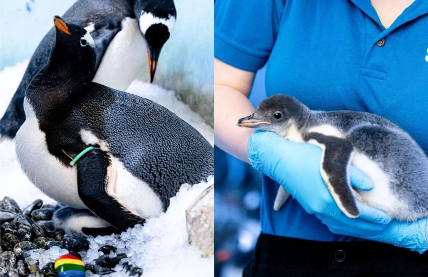Una pareja de pingüinos del mismo sexo da la bienvenida a unos nuevos polluelos 1
