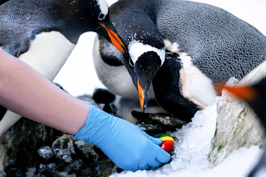Una pareja de pingüinos del mismo sexo da la bienvenida a unos nuevos polluelos 2