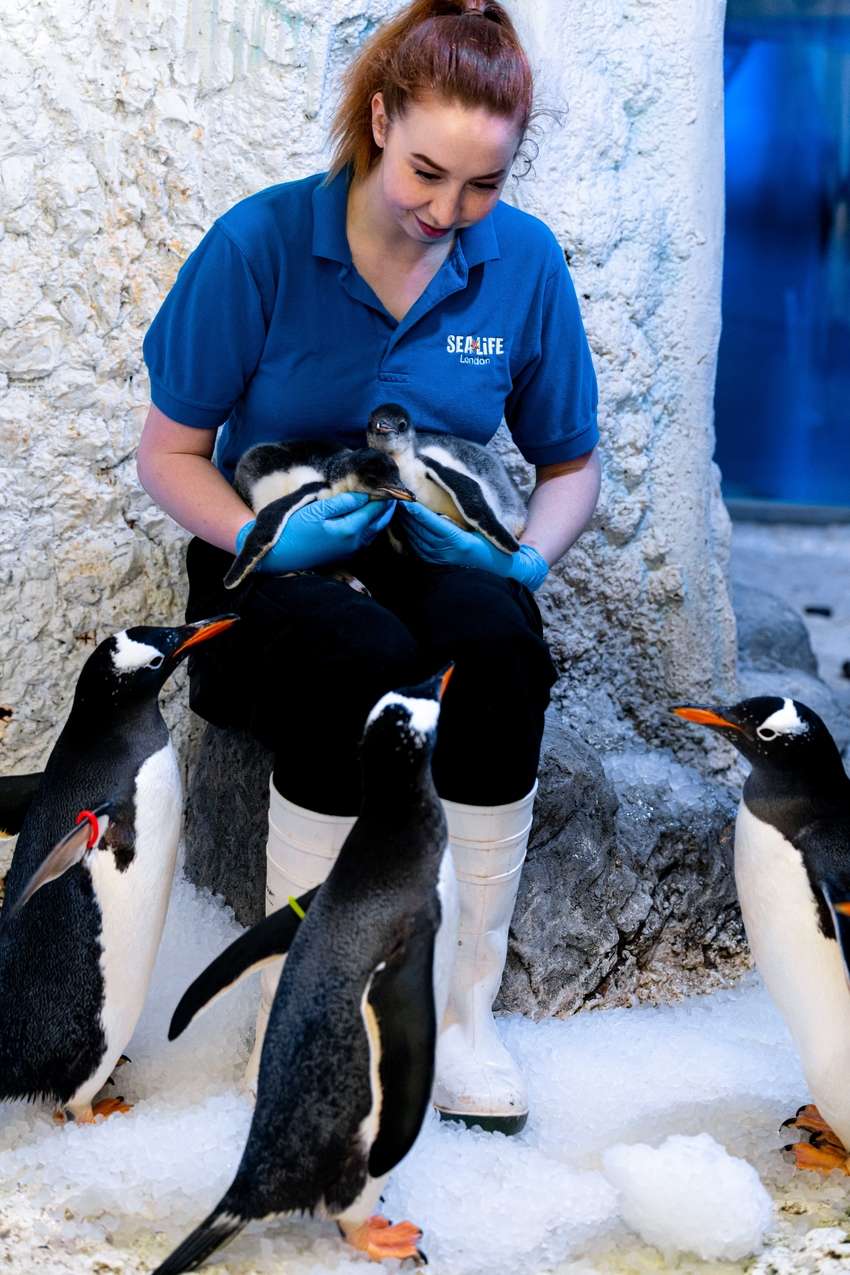 Una pareja de pingüinos del mismo sexo da la bienvenida a unos nuevos polluelos 4