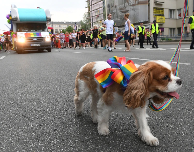 Desfile canino del Orgullo Gay: Consejos para que tu mascota se robe el show
