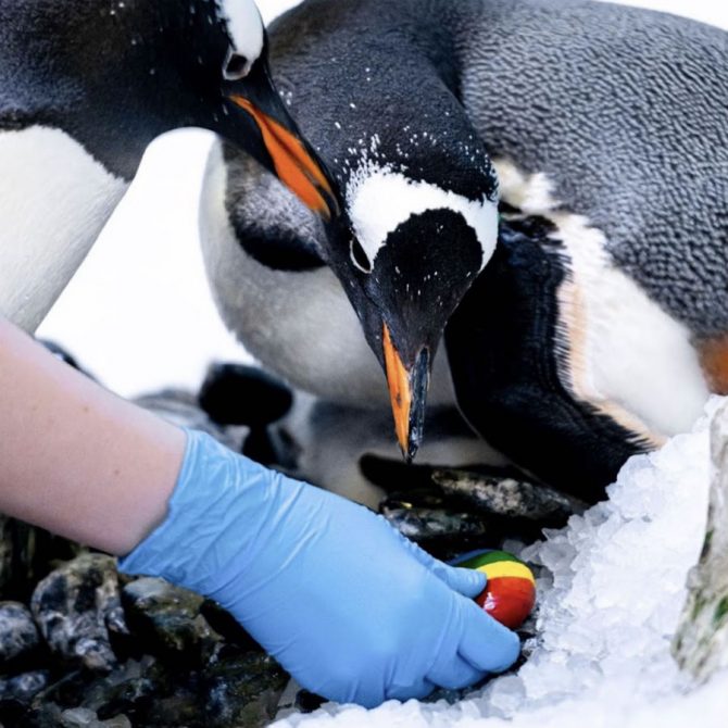 Una pareja de pingüinos del mismo sexo cría a un polluelo sin género neutro juntos 2