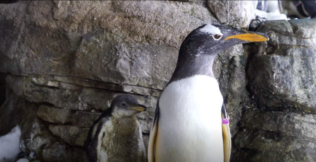 ¡Las pingúinas lesbianas tienen un bebé!