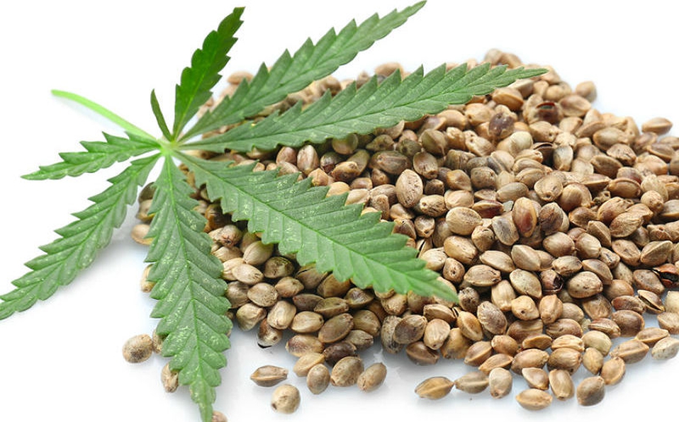 Semilla de cannabis Semilla de cannabis