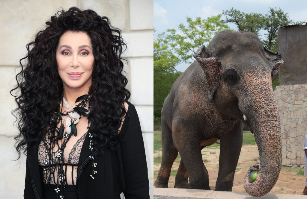 Cher rescata a un elefante en Pakistán