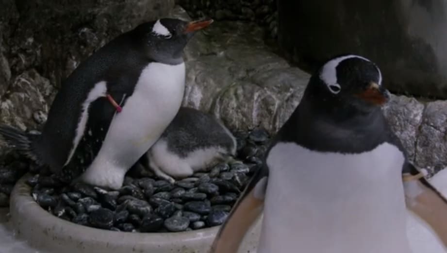 La famosa pareja de pingüinos "gays" tiene un segundo polluelo