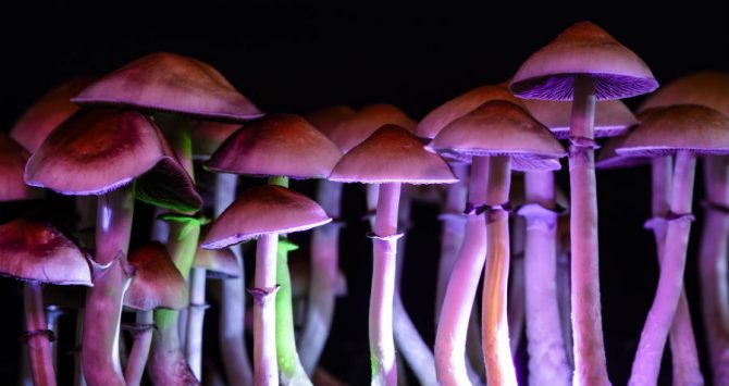 Magic mushroom - psilocybin