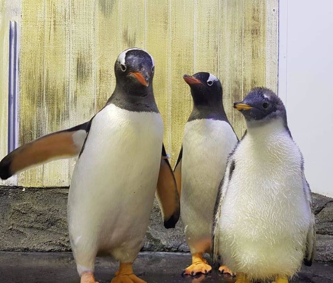 La pareja de pingüinos gay más famosa del mundo necesita tu ayuda para nombrar a su adorable polluelo.