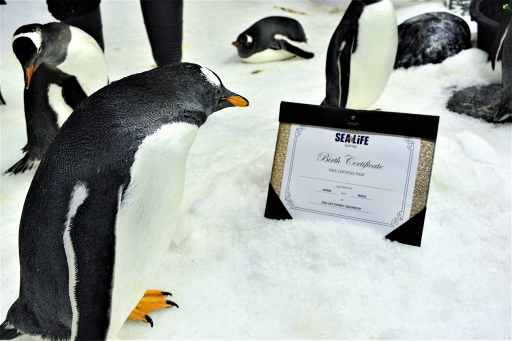 La pareja de pingüinos gay más famosa del mundo necesita tu ayuda para nombrar a su adorable polluelo.