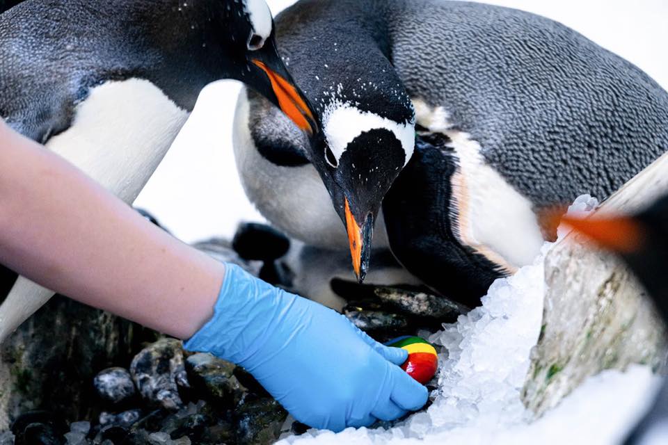 Las pingüinas lesbianas vuelven este 2021